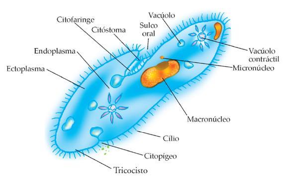 Ciliophora Apresentam cílios Locomoção e alimentação Forma