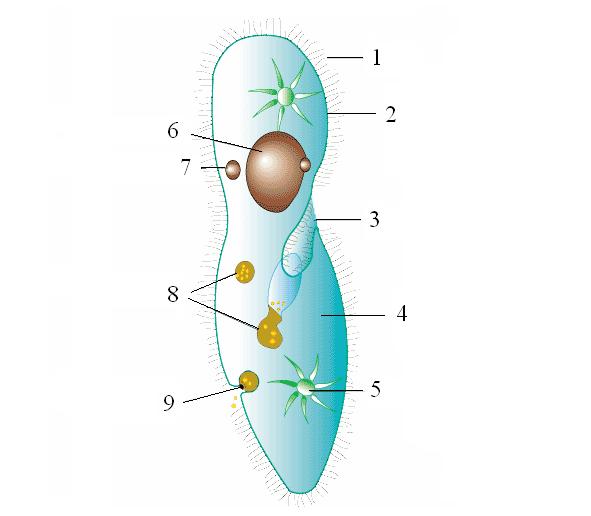 Estrutura Cílios Macronúcleo Micronúcleo Vacúolo alimentar Membrana