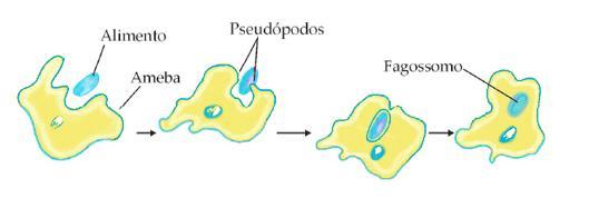 Fisiologia Digestão Intracelular Tipos: endocitose - pseudópodes absorção -