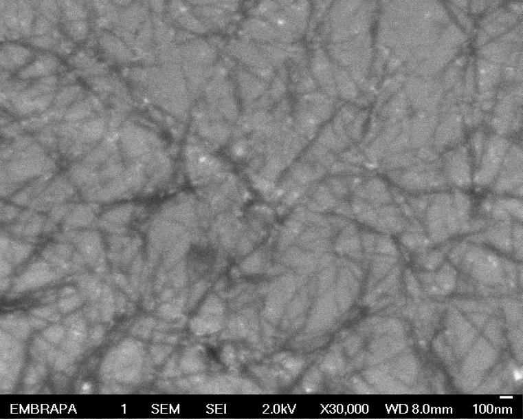 Figura 4 Imagem das nanofibras de dendê obtidas por MEV. Conforme a Fig.