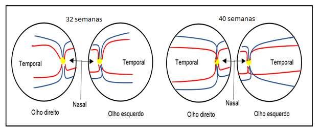 Desenvolvimento normal da retina A retina é uma das estruturas do olho responsável pela visão.