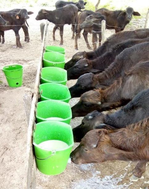 Após o 15º dia, passam a receber apenas sucedâneo até o desaleitamento (63º dia).