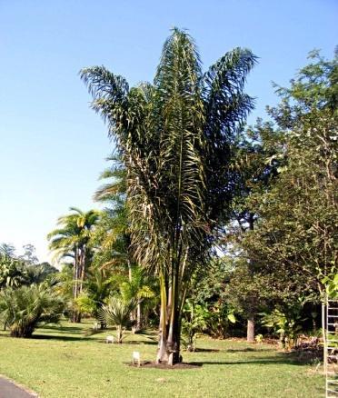 Attalea funifera Arecaceae http://lacunas.