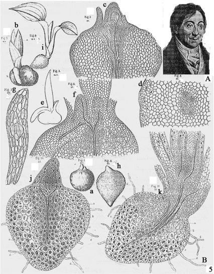 INTRODUÇÃO Definindo associação micorrízica em orquídea 1824 Heinrick Friedrich