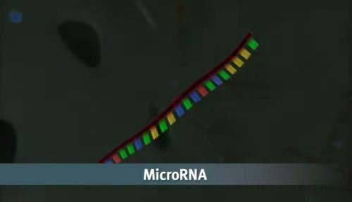 RNA (~ 20 nucl.