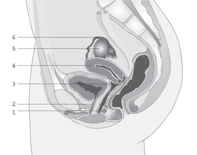 2. O esquema representa um corte do aparelho reprodutor feminino. 2.1. Faça a legenda da figura. 2.2. Identifique os órgãos, estruturas e processos relacionados com as seguintes afirmações.