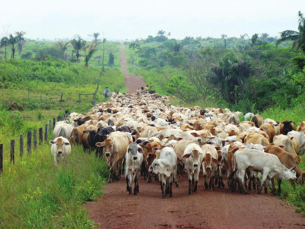 Estudo epidemiológico e clínico de afecções podais em bovinos de corte manejados extensivamente no sudeste do Pará A 69 Nos currais, na tentativa de acelerar os procedimentos, os bovinos eram