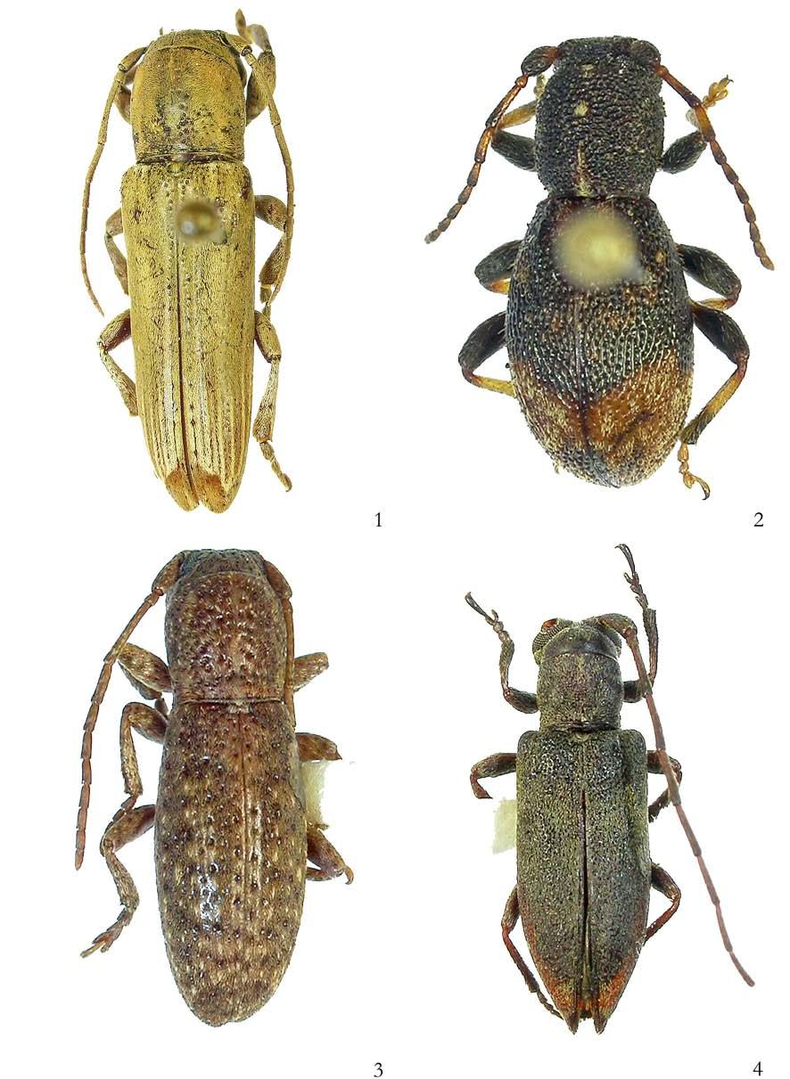 14 GALILEU, M.H.M. & MARTINS, U.R.: NOVOS TÁXONS DE APOMECYNINI FIGURAS 1-4. Fig. 1. Adetus curupira sp. nov., holótipo macho, comprimento 13,9 mm; Fig. 2. Potiatuca ingridae sp. nov., holótipo macho, comprimento 6,8 mm; Fig.