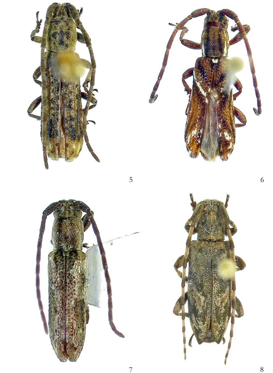 PAP. AVULS ZOOL. 46(2), 2006 15 FIGURAS 5-8. Fig. 5. Bebelis tagua sp. nov., parátipo fêmea, comprimento 7,7 mm; Fig. 6. Bebelis compta sp. nov., holótipo macho, comprimento 5,7 mm; Fig.