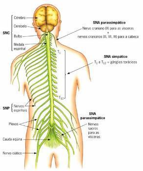 Anatomia do Sistema