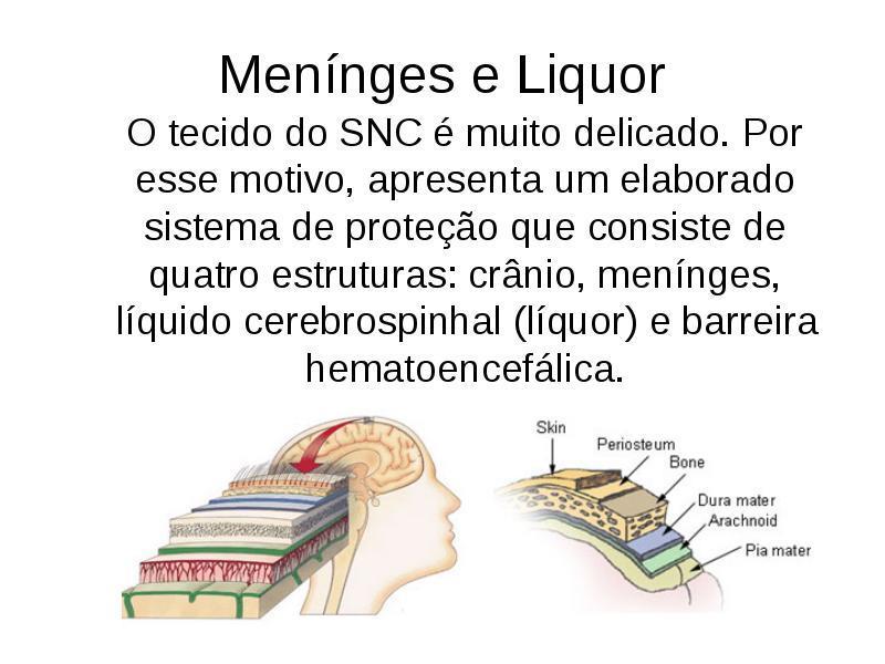 Anatomia do