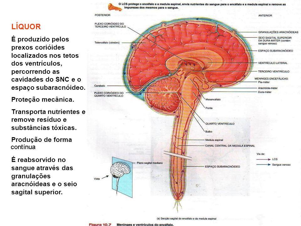 Anatomia: