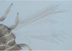 (2008) F Figura 04 A - F: Frankliniella schultzei (Trybom, 1910); A - Vista dorsal caracterizando corpo longo ou curto de coloração marrom com variação entre claro e escuro; B