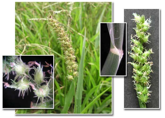 Poaceae Cosmopolita 650 gêneros, 9.000 espécies Exemplos: Urochloa spp.