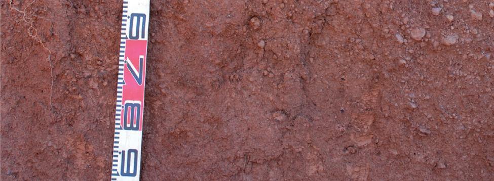 Plintossolo pétrico (FF) Os Plintossolos Pétricos compreendem solos com horizonte petroplíntico (plintita já na forma irreversível), dominantemente com diâmetro de cascalhos (< 2 mm) (Figura 4.24).