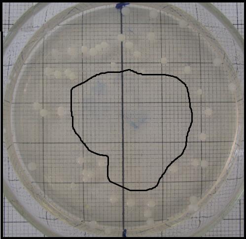 Diâmetro das colônias (mm) 36 Figura 13 - Foto de placa experimental do protocolo "1cm + 2h".
