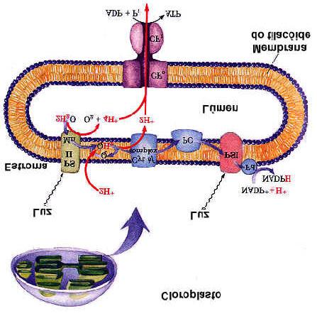 Recordando: Fluxo de Elétrons Acíclico e Foto-fosforilação cadeia de transporte de elétrons Cloroplasto e - H + PSI -