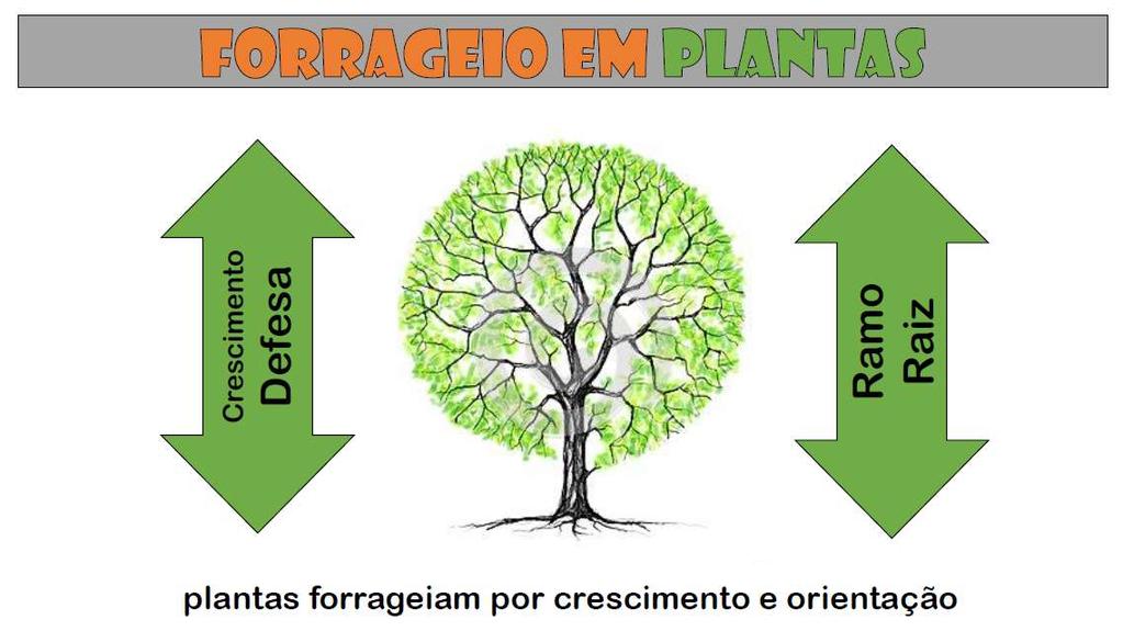 Capacidade de detecção Experiência do