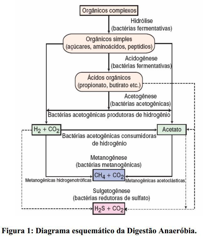 1-bacterias fermentativas hidroliticas (primárias): secretam enzimas para converter materiais particulados complexos em substancias dissolvidas (extracelularmente) 2-bacterias fermentativas