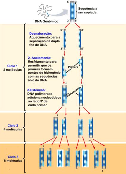 Testes de DNA (DNA Fingerprint) É uma técnica que verificará a paternidade separando a molécula de DNA através da centrifugação.