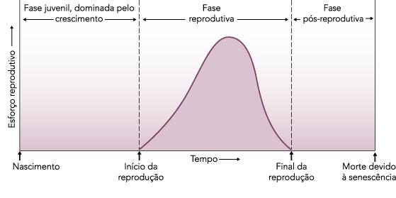 Fases do ciclo de vida de organismos unitários Número de gerações ao ano varia entre as espécies.