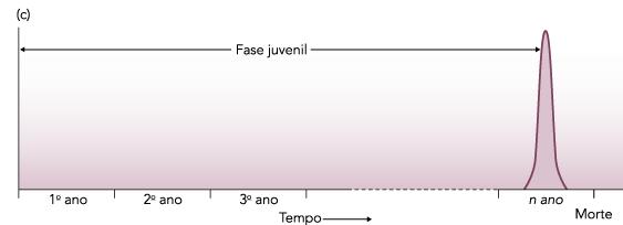 reprodução sazonal reprodução contínua Espécies semélparas: