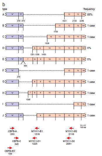 Figura 10: (a) Diagrama esquemático da estrutura éxon/íntron dos genes MYH11, que está envolvido na inv(16)(p13;q22).