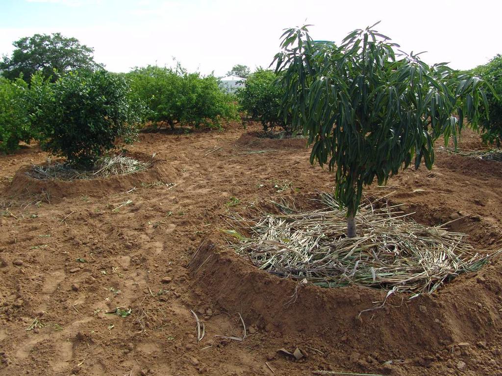 Na Tabela 1, observa-se que as precipitações ocorridas a partir de 2012 estão muito abaixo da média histórica (557,7 mm) para o município de Petrolina, PE, (MOURA et al., 2007).