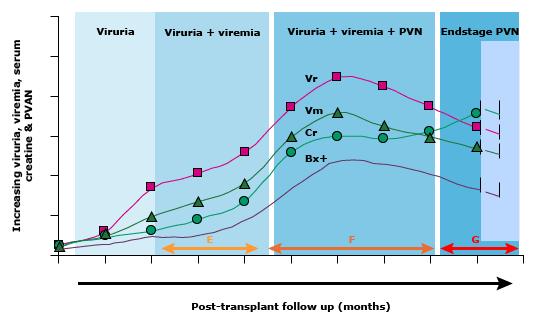 História natural do BK vírus 1 8% 10 30% 3 meses: 30-60% A virúria precede a viremia em 4