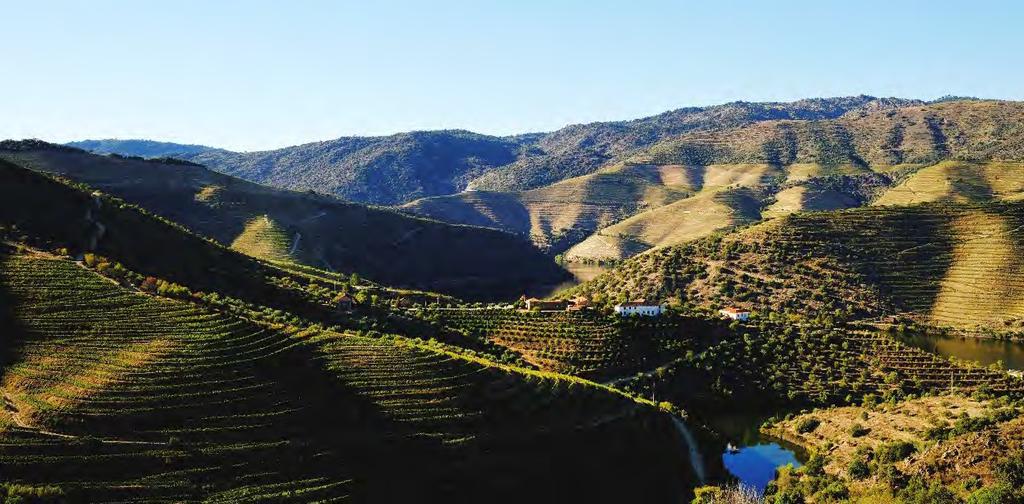 RELATÓRIO DE VINDIMA 2018 Início: dia 22 de agosto / fim: dia 19 de outubro Propriedades: num total de 210 hectares de vinhas próprias, e viticultores da região Quinta do Bairro (Baixo Corgo )