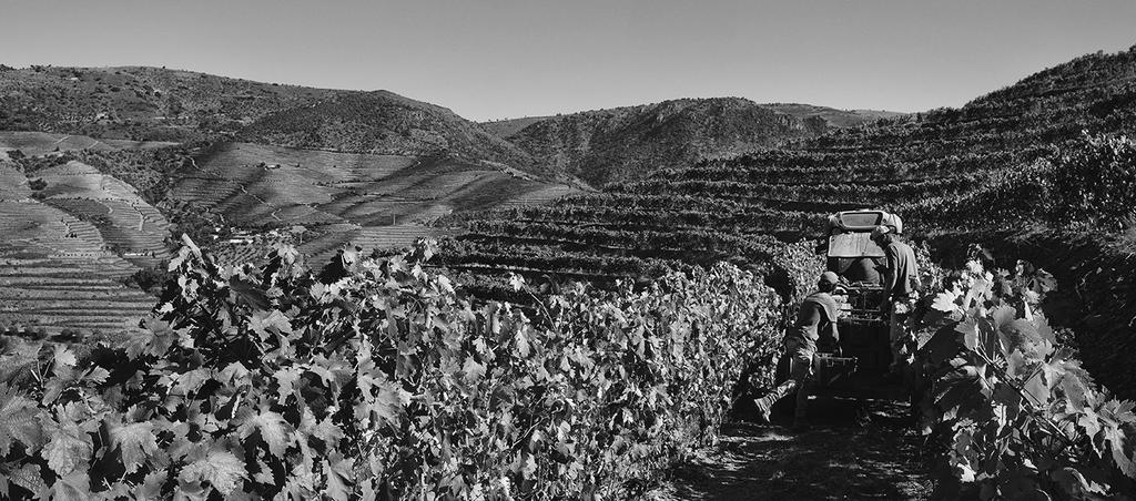 VINHOS DO PORTO Face à menor quantidade de uva a entrar na adega, a equipa de enologia da Sogevinus dedicou uma boa parte do tempo de vindima a uma observação mais pormenorizada da matéria-prima,