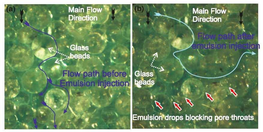 43 Figura 2-17 Fotos ao microscópio, mostrando: (a) padrão de fluxo da água antes da injeção de emulsão (setas azuis), (b) mudança no fluxo após injeção da emulsão.