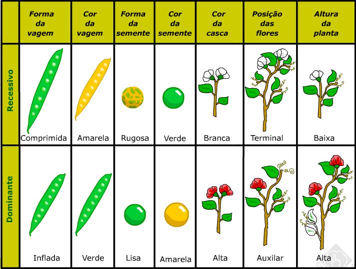 Primeira Lei de Mendel: Lei da Segregação dos Fatores Mendel realizou experimentos com ervilhas da espécie Pisum sativum, realizando cruzamentos e anotando os resultados.