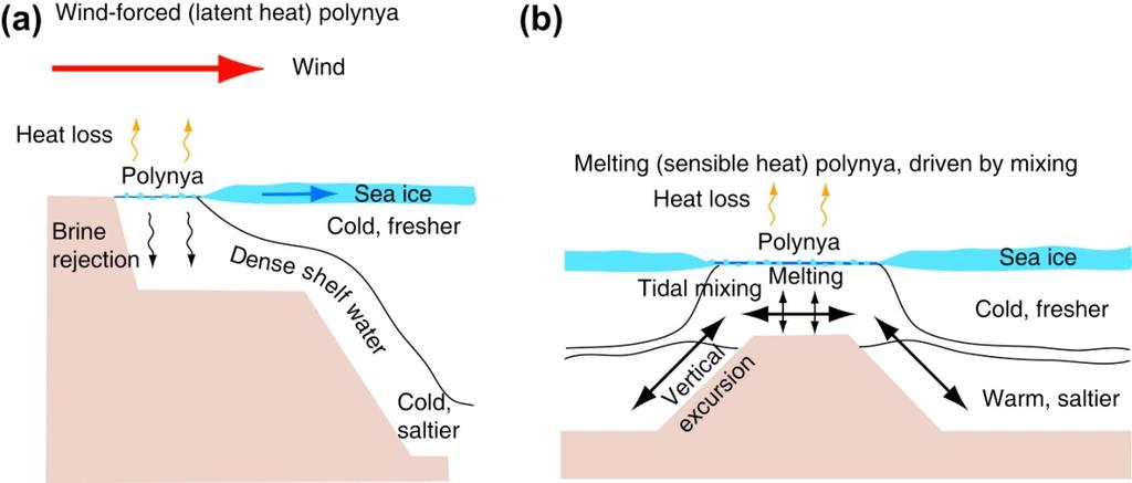 Gelo no mar: polínia Esquemas de formação de polínias: (a) polínia de calor latente mantida aberta por ventos e (b) polínia de