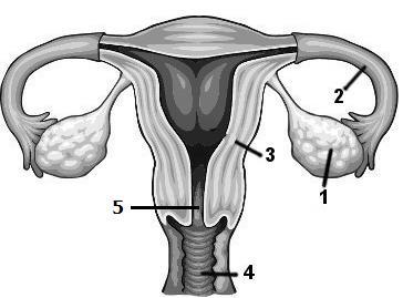 7. Complete o seguinte texto usando os termos fornecidos. FECUNDAÇÃO OVÓCITO II OVO (OU ZIGOTO) OVÁRIOS TUBAS (UTERINAS) ESPERMATOZÓIDE.