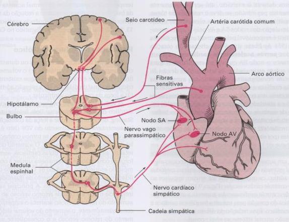 neurônios Principal neurotransmissor ADRENALINA NORADRENALINA ACETILCOLINA EX: Regulação da frequência