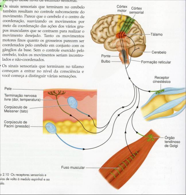 Termorreceptores.