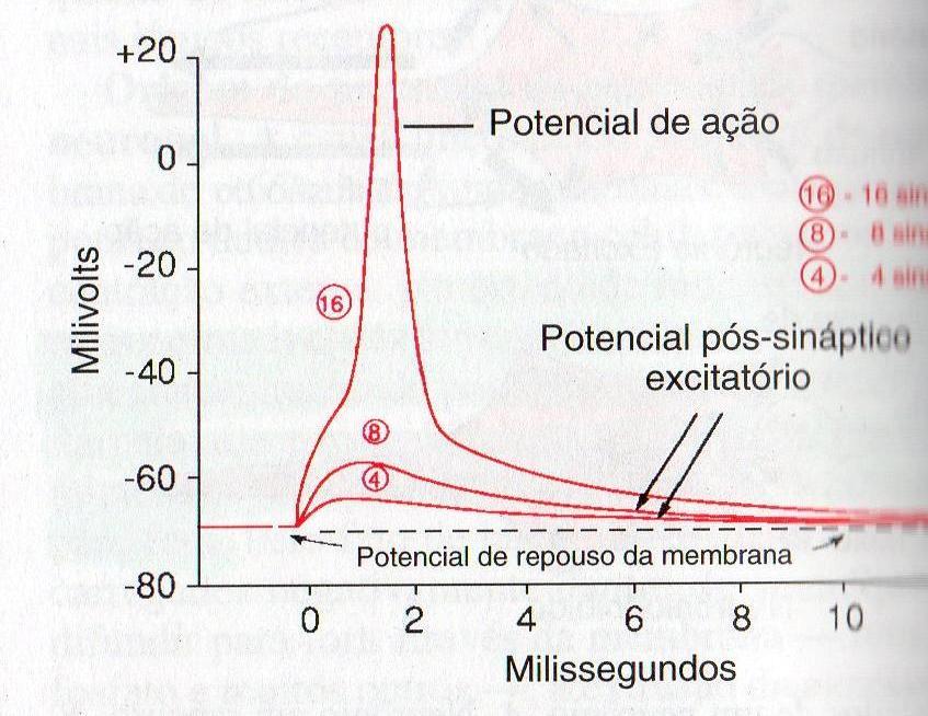 Leio do Tudo ou Nada do Potencial de ação Necessário uma quantidade suficiente de estímulos para a geração de um potencial de ação (impulso nervoso) Caso ocorra,