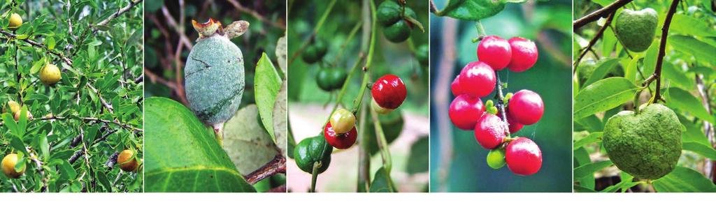 sylvatica araticum-do-mato Araucaria angustifolia pinheiro-do-paraná Aspidosperma