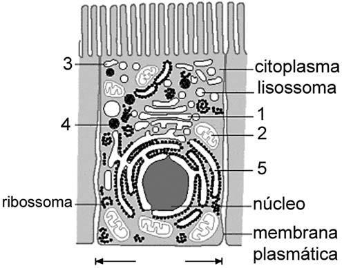 32ª QUESTÃO Numa célula eucariótica, a síntese de proteínas, a síntese de esteróides e a respiração celular estão relacionadas, respectivamente, ao A) Complexo de Golgi, às mitocôndrias, aos
