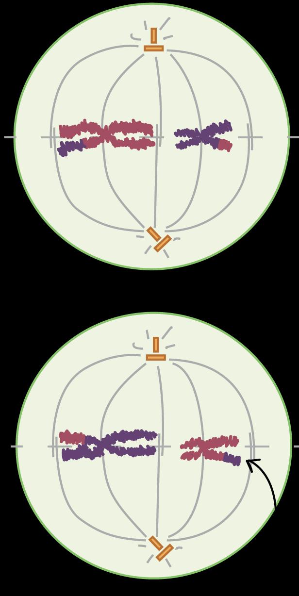 B) Metáfase II: Alinhamento dos cromossomos homólogos(que contém partes de outros cromossomos devido ao crossing over).
