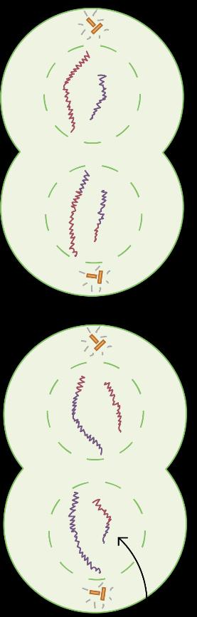 D) Telófase II: Descondensação dos cromossomos Fonte: Khan