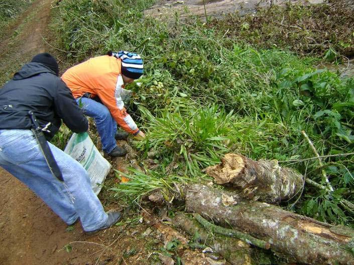 Resgate e Relocação de Epifitas O resgate das epífitas, devido à diminuição das equipes de desmatamento, passou a ser a principal atividade desenvolvida no período, principalmente em indivíduos