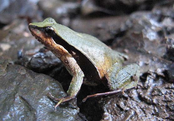 A rã-crioula (Leptodactylus ocellatus) e o sapinho-guarda (Elachistocleis bicolor) são espécies comuns no Estado e freqüentemente podem ser encontradas em ambientes alterados.