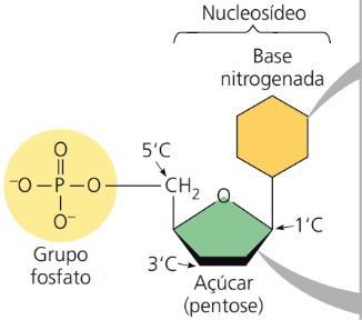 2.2 Nucleotídeos de RNA x DNA: A) Fosfato: Os nucleotídeos são unidos por ligações fosfodie steres, entre o açúcar de um nucleotídeo e o