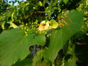 contra insônia e ansiedade Na Natureza temos poderosos calmantes naturais para nossa saúde!