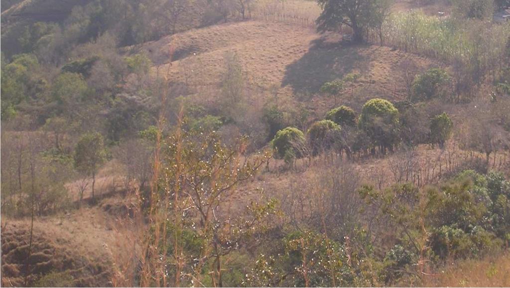 Comprador: Estado Provedor: Donos de floresta, nacional