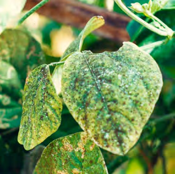 Os pulgões alimentam-se sugando a seiva das plantas. Durante a alimentação, também injetam toxinas e vírus que causam doenças, provocam o encarquilhamento das folhas e a deformação dos brotos.