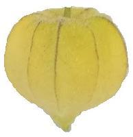 Figura 1- Coloração do cálice dos frutos de Phisalys, onde: 1- Verde; 2- Verde-Amarelado; 3- Amarelo-Esverdeado; 4- Amarelo e 5- Amarelo-Amarronzado, São Mateus, 2016.