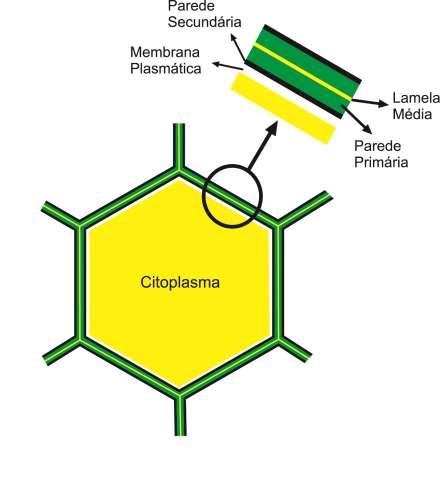 Parede Primária: Água Celulose Hemicelulose e